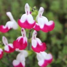 Salvia lips collection for sale  IPSWICH