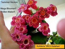 Mini kohleria saliba gebraucht kaufen  Leipzig
