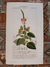 Botanica verbena fiori usato Botanica verbena fiori usato  Vertemate con Minoprio