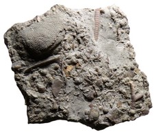 British silurian sea for sale  TELFORD
