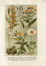 Usado, 1900s OX-EYE DAISY GOLDENROD PLANTA MARGARIDA INGLESA Impressão Cromolitográfica Hoffmann comprar usado  Enviando para Brazil