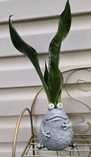 Real snake plant for sale  Garrett