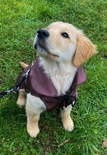 Cappottino per cane usato  Sesto San Giovanni