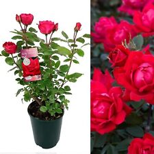 Ruby wedding rose for sale  GLASGOW