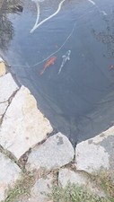 Carpe koi arancione usato  Ferrere