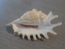 Shell new strombidae d'occasion  Expédié en Belgium
