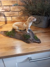 Taxidermy stoat weasel for sale  BILLINGHAM