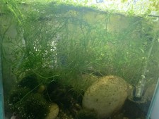 Guppy grass for sale  BARNSLEY