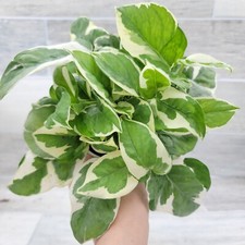 Epipremnum joy variegated for sale  Reseda