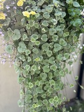 Trailing nepeta variegated for sale  STAFFORD