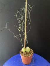 Mini caudex schizobasis d'occasion  Aire-sur-l'Adour