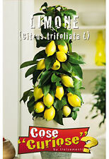 Semi seeds limone usato  Morra de Sanctis