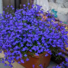 Lobelia fountain dark for sale  DUDLEY