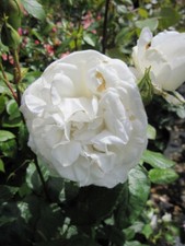 Edelrose anapurna rosa gebraucht kaufen  Zetel