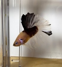 Live breed koi for sale  Marlborough