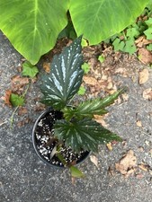 Angle wing begonia for sale  Lilburn