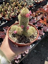 Mammillaria elongata lady for sale  Garden Grove
