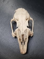 Large squirrels skull for sale  MILTON KEYNES