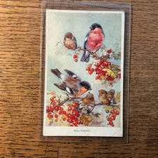 Blue finches vintage for sale Blue finches vintage for sale  PRESTEIGNE