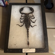 pandinus imperator comprar usado pandinus imperator comprar usado  Enviando para Brazil