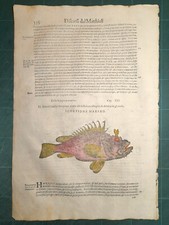 Mattioli matthioli erbario usato  Lecco