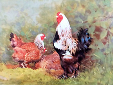 Brahma cockerel hens for sale  NELSON