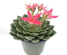 Graptopetalum bellum tacticus for sale  LEEDS