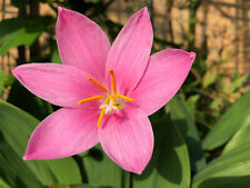 Rain lily bulbs for sale  CRAWLEY
