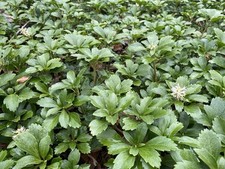 100 pachysandra rooted for sale  Delta
