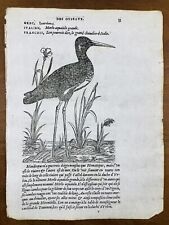 échasse noire 1557 d'occasion échasse noire 1557 d'occasion  Tuchan