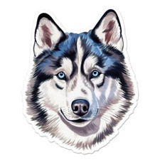 Siberian husky malamute for sale  USA