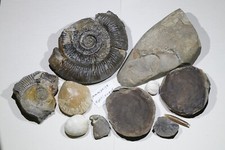 Excellent fossil bundle for sale  WASHINGTON