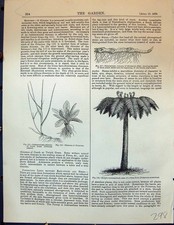 Old rhizome primrose for sale  UK