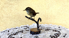 Trofeo caccia uccello usato Trofeo caccia uccello usato  Orsago