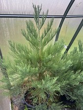 Giant redwood sequoia for sale  OSWESTRY