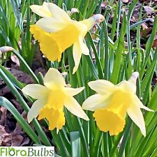 Wild daffodil bulbs for sale  WISBECH