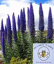 Echium fastuosum candicans (Orgulho da Madeira) 20 Sementes •Flores de Verão Jardim Reino Unido, usado comprar usado  Enviando para Brazil