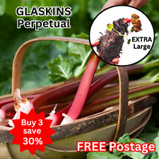 Rhubarb glaskins edible for sale  BEDFORD