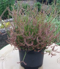 Drosera binata form for sale  PRESCOT