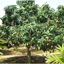 Boca hydro grafted for sale  Boca Raton