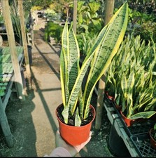 Snake plant 6in for sale  West Covina