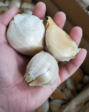 Elephant garlic giant for sale  Marietta