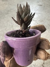 Haworthiopsis reinwardtii oliv for sale  Lillington
