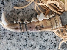 Coltello arte popolare usato  Torino