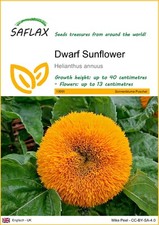 Saflax zwergsonnenblume samen gebraucht kaufen  Münster