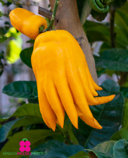 Cedro mano buddha usato Cedro mano buddha usato  Montichiari