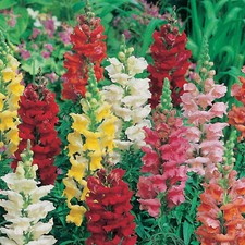 Antirrhinum snap dragon for sale  HUNTINGDON