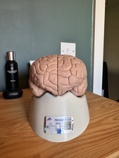 Scientific brain model for sale  GLOUCESTER