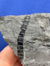 Carboniferous calamites fossil gebraucht kaufen  Saarbrücken