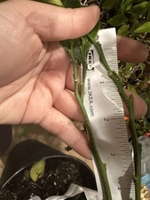 Cara cara navel for sale  Dallas
